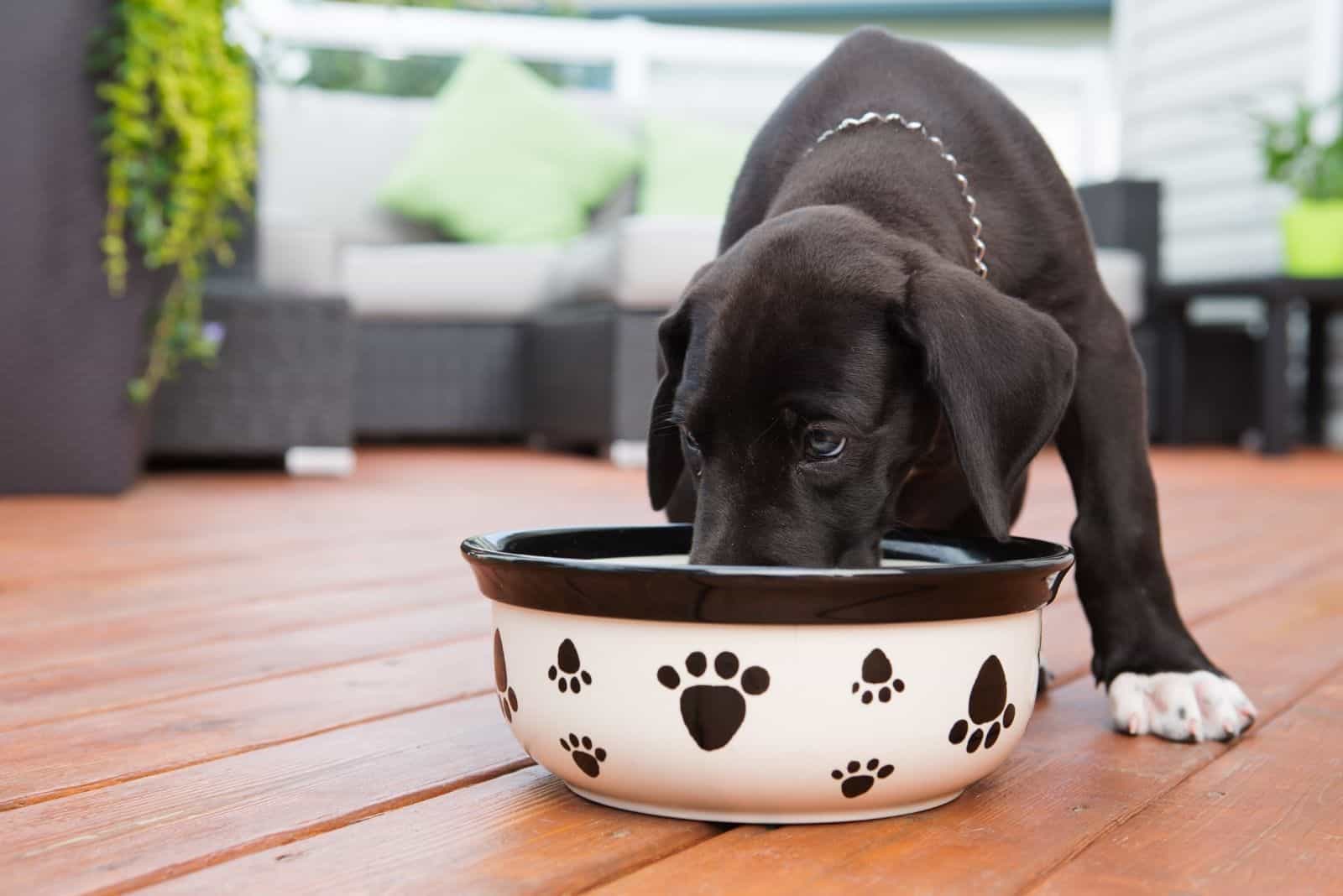 black great dane eating on a bowl in the veranda