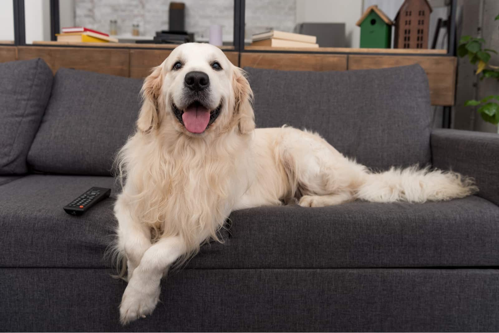 cute golden retriever lying on couch