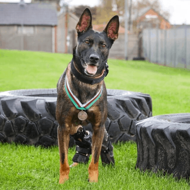 dog receives medal