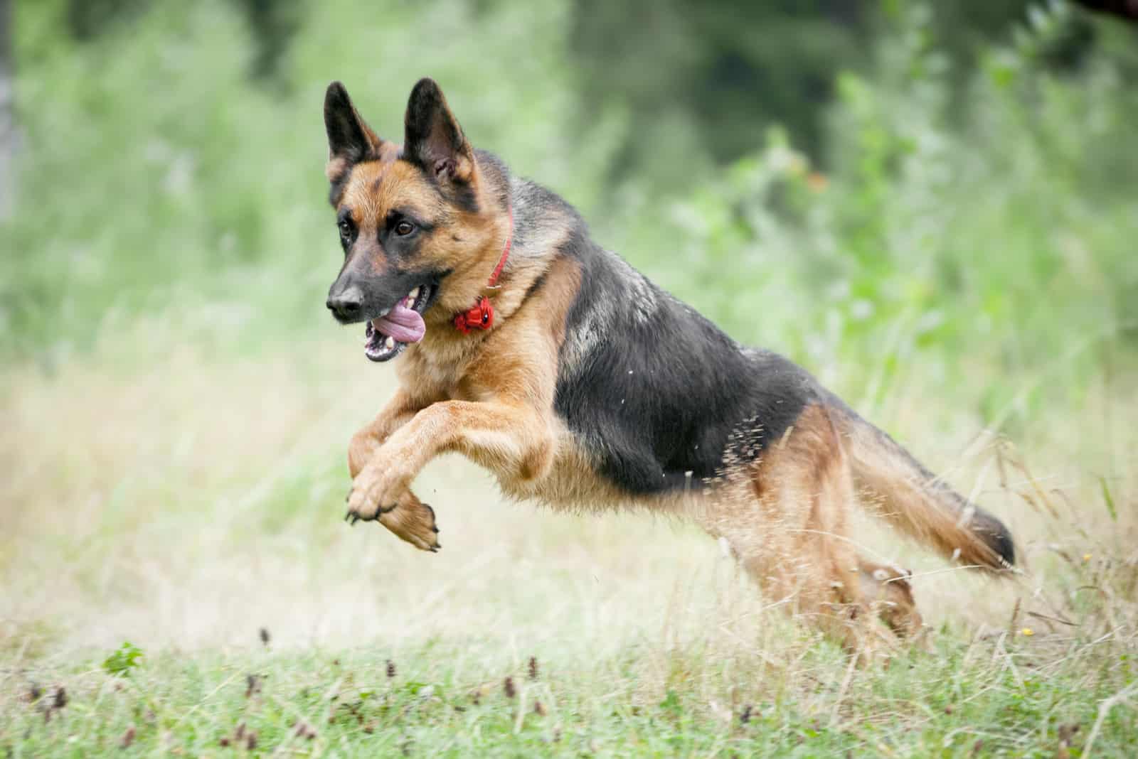german shepherd runs across the field