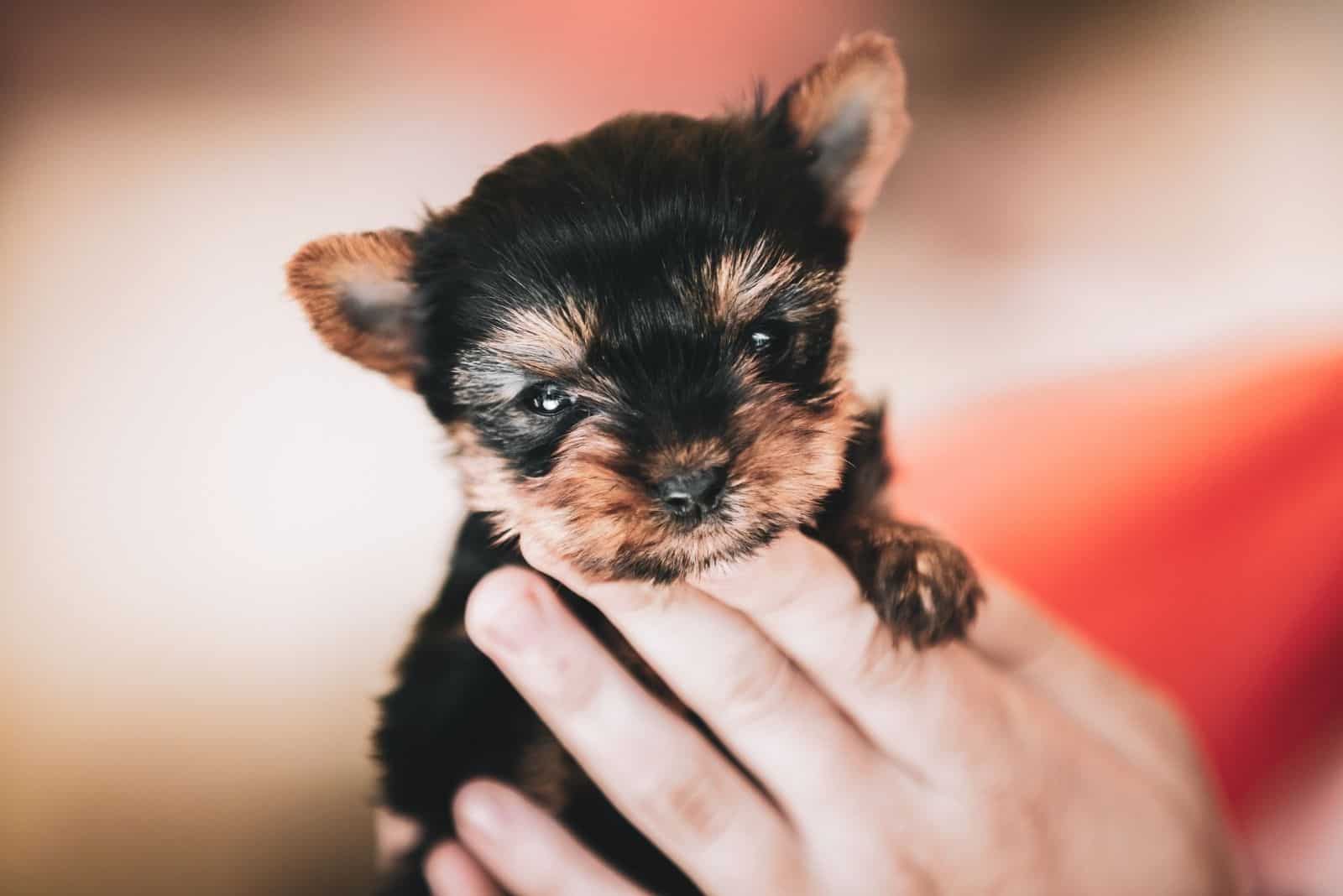 girl holding in hands a cute small yorkie puppy