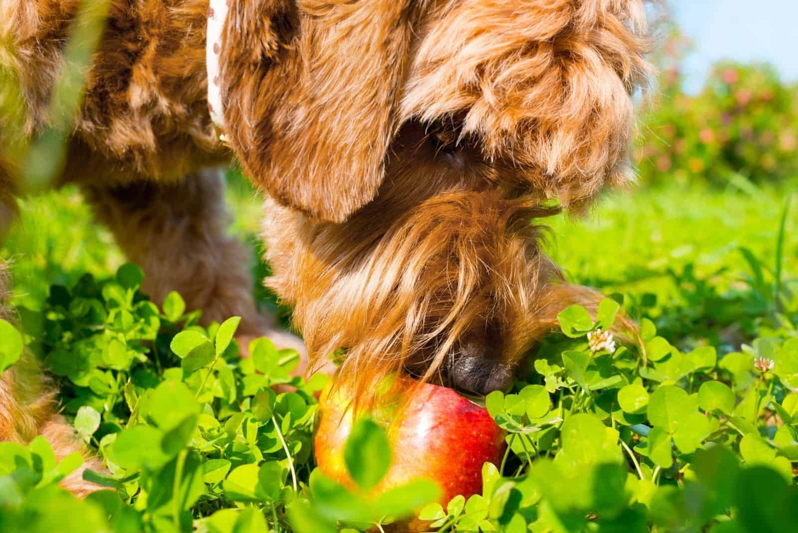 goldendoodle eating fruit outdoors in focus photography