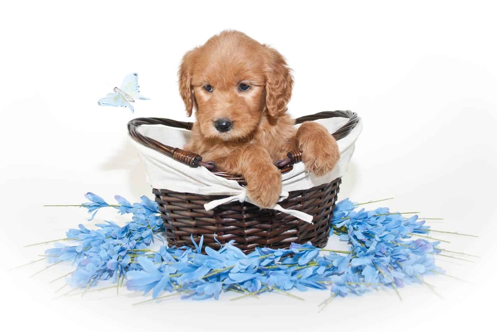 goldendoodle puppy inside a basket with blue flowers around in white background
