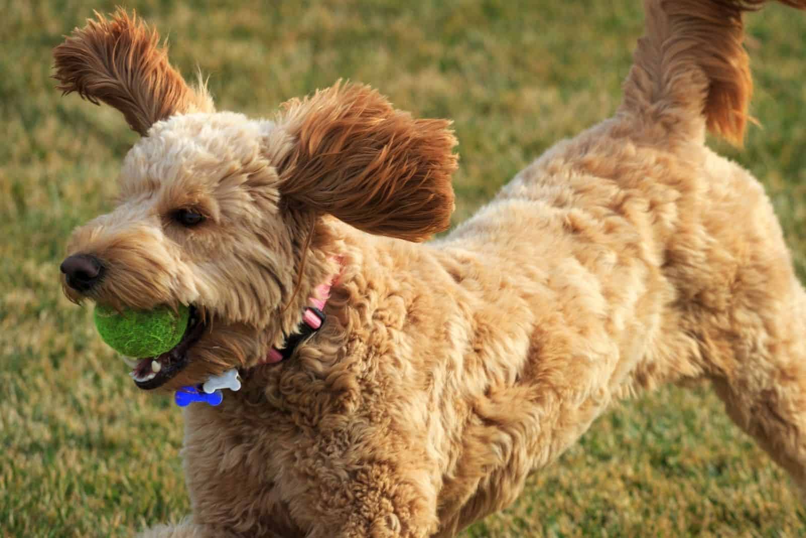 goldendoodle with ball in the mouth playing