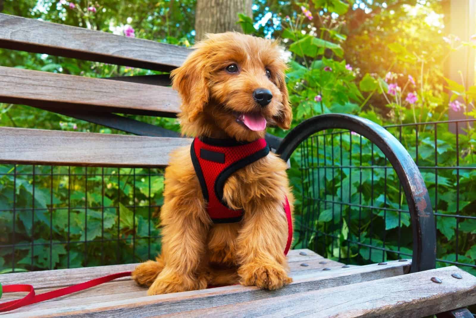 miniature goldendoodle sitting in the bench outdoors