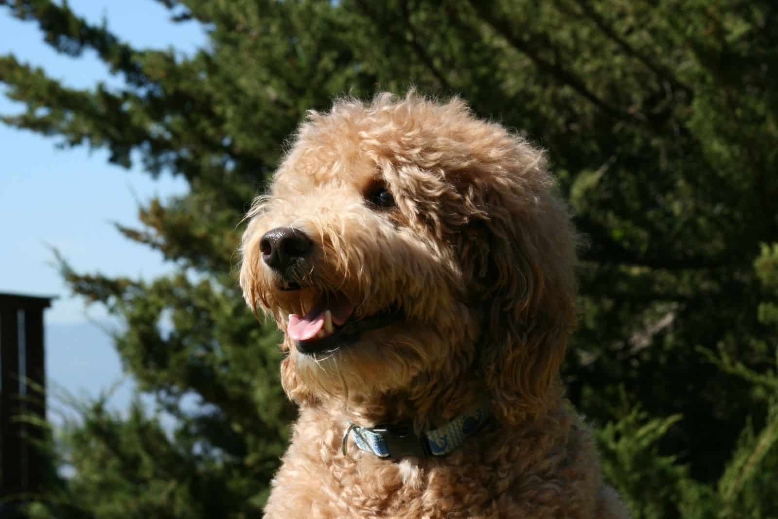 panting goldendoodle standing outdoors 