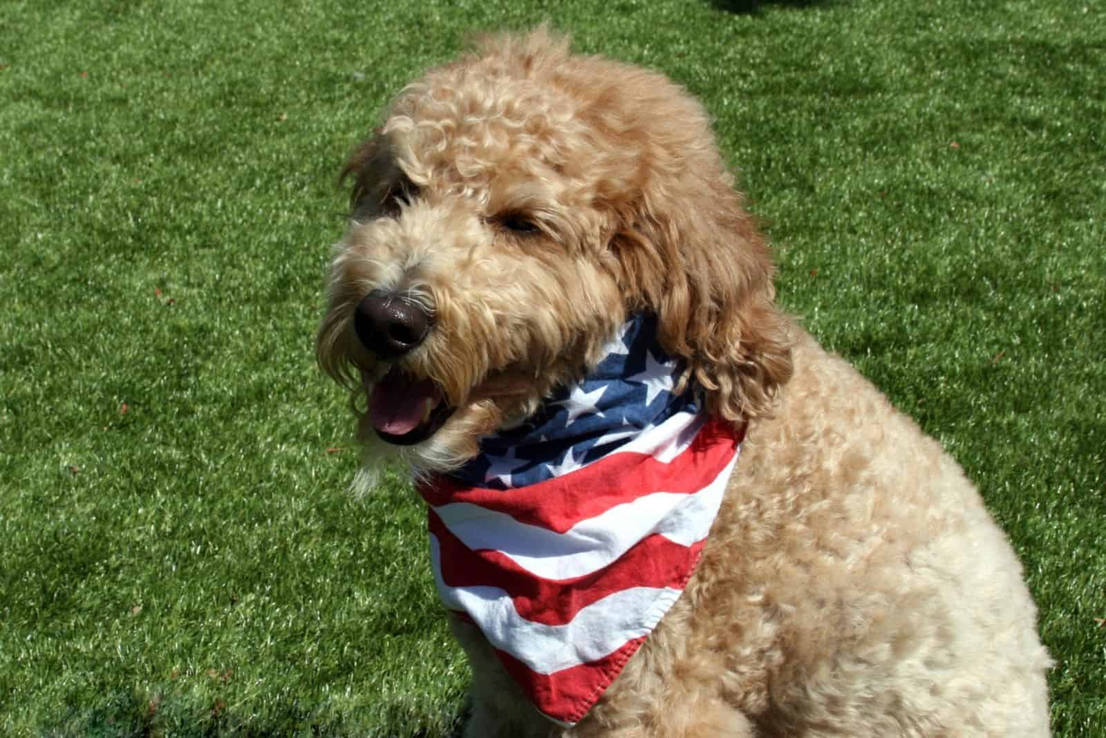 patriotic goldendoodle dog with a US flag around her neck