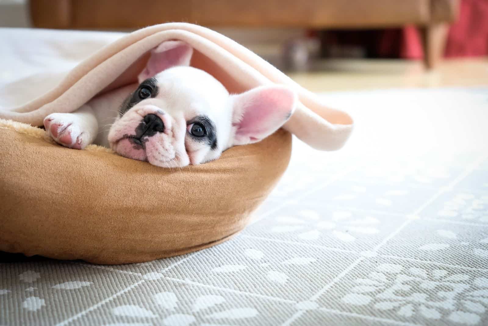 pied frenchie lying down on a dog bed inside the house