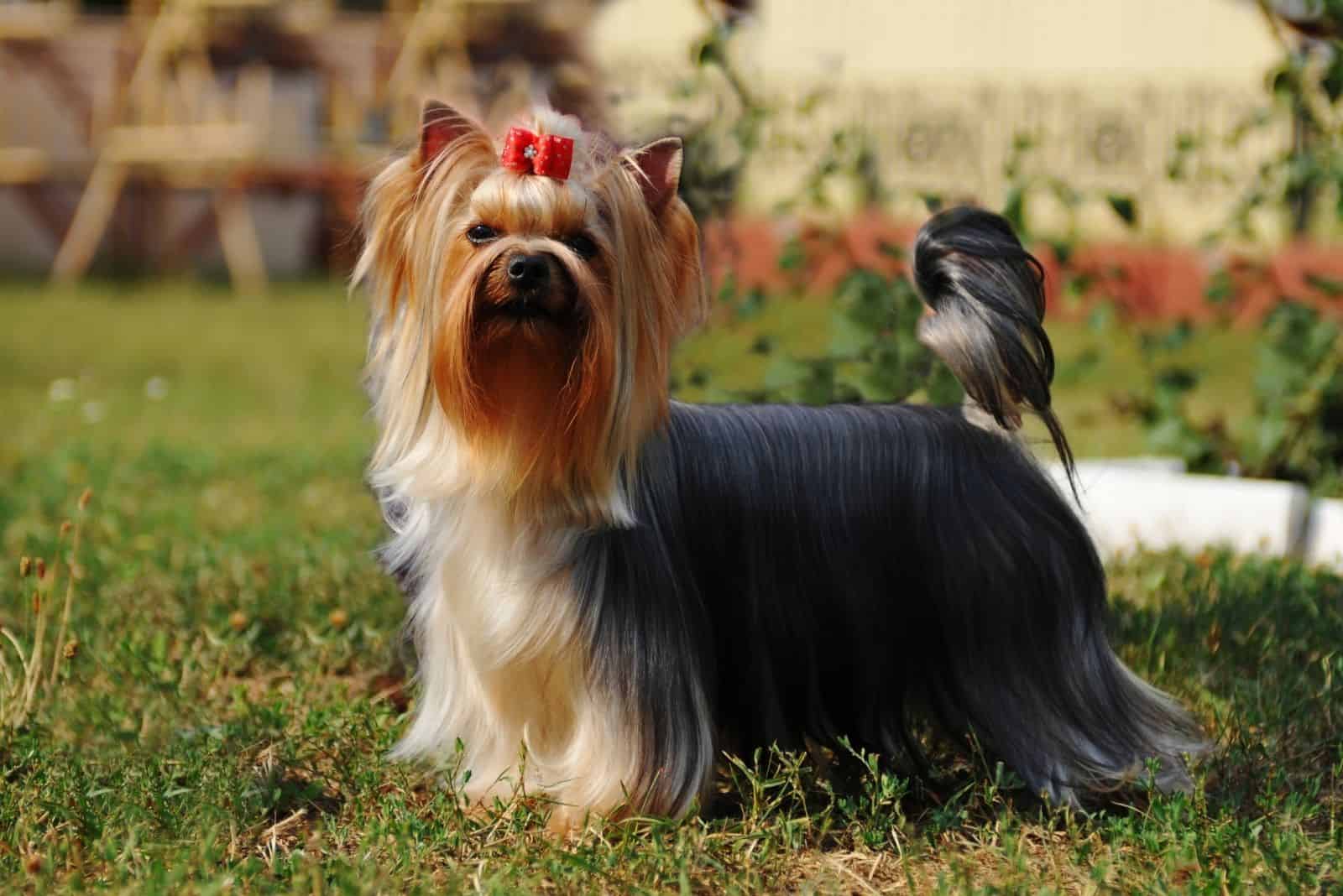 purebred yorkshire terrier dog standing outdoors
