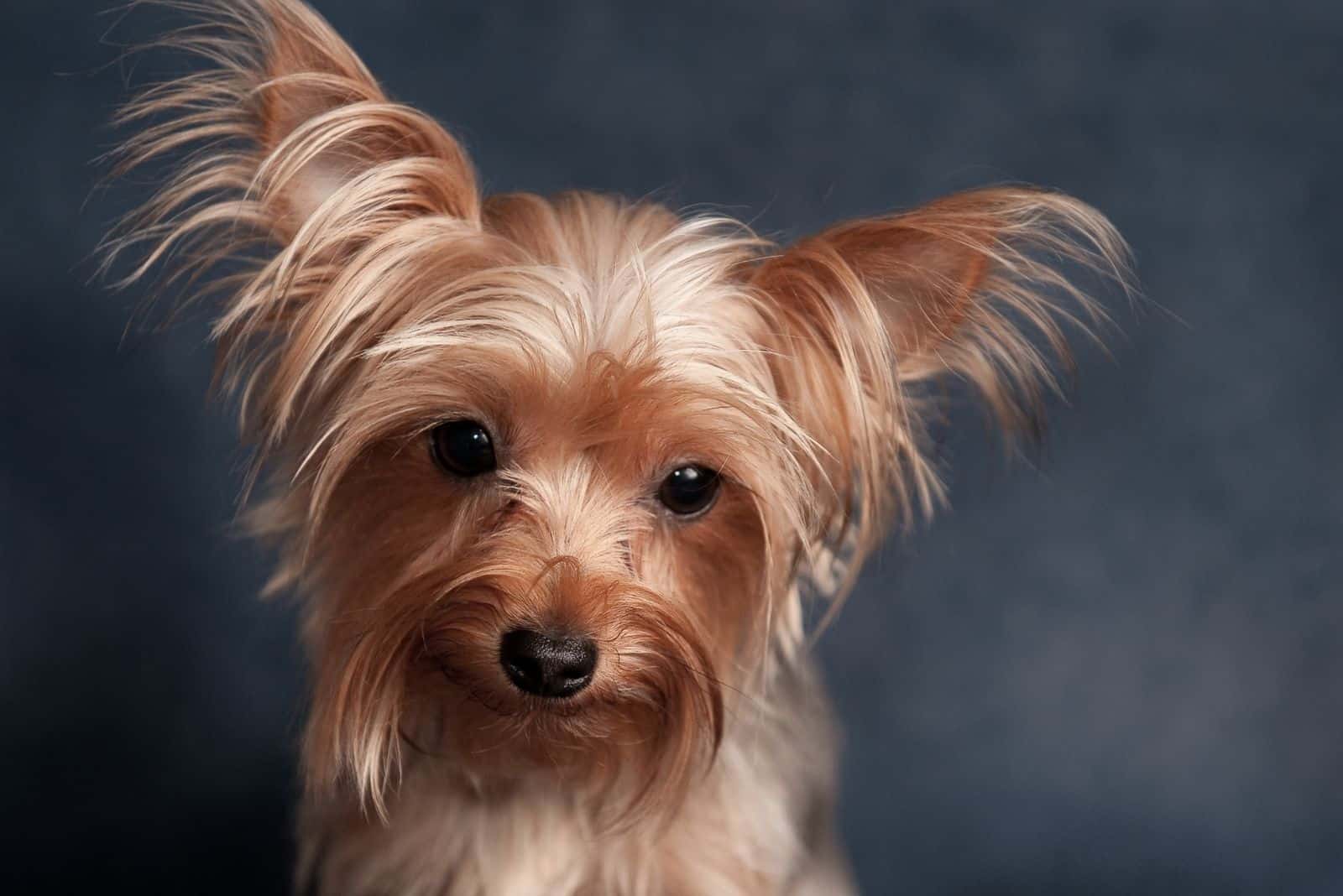 small cute yorkie in close up photography