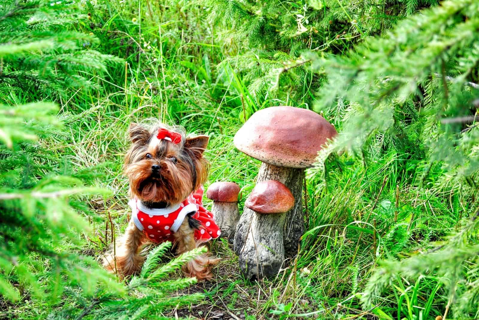 small lovely yorkshire standing next to a mushroom outdoors during summertime