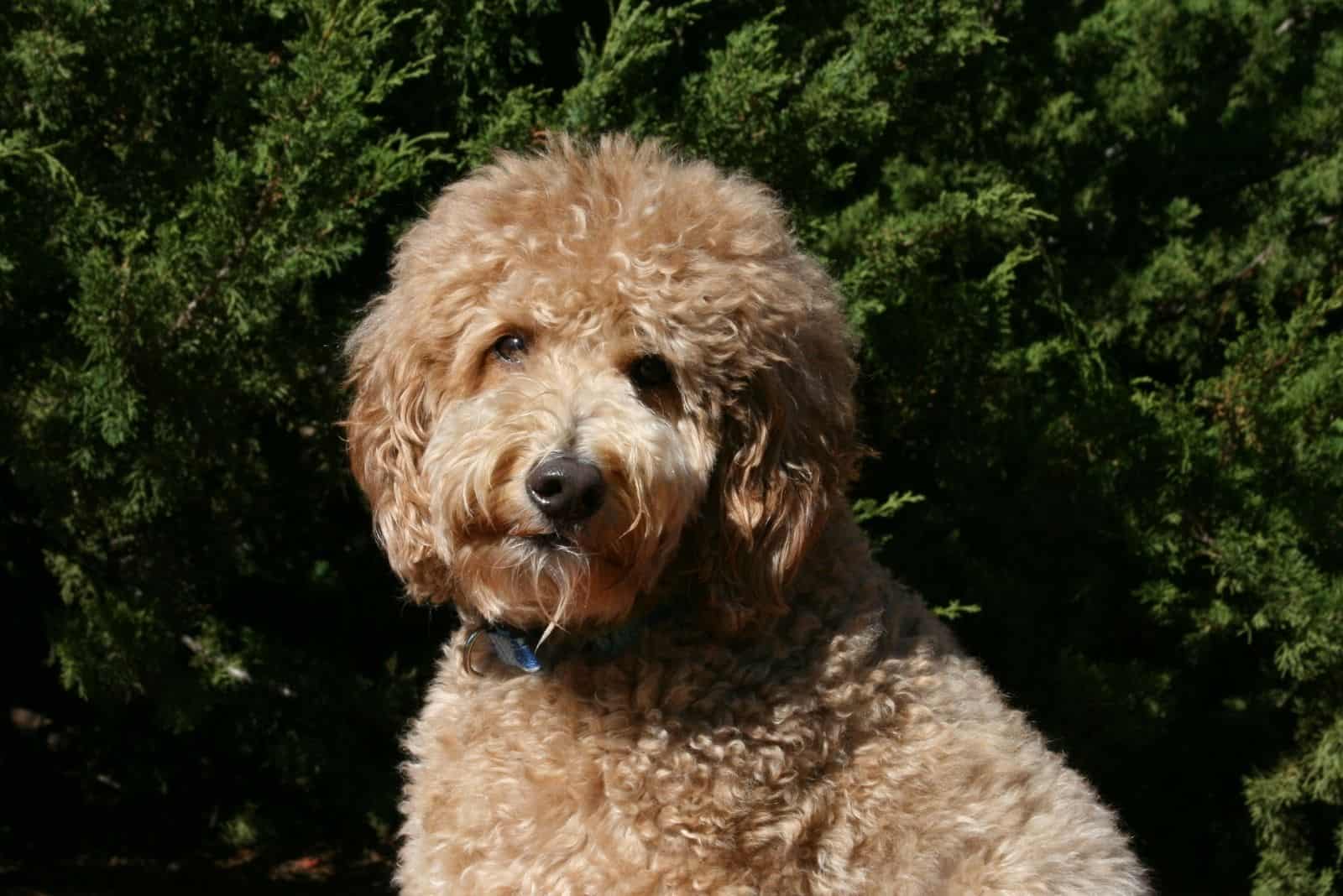 tan standard goldendoodle standing outdoors