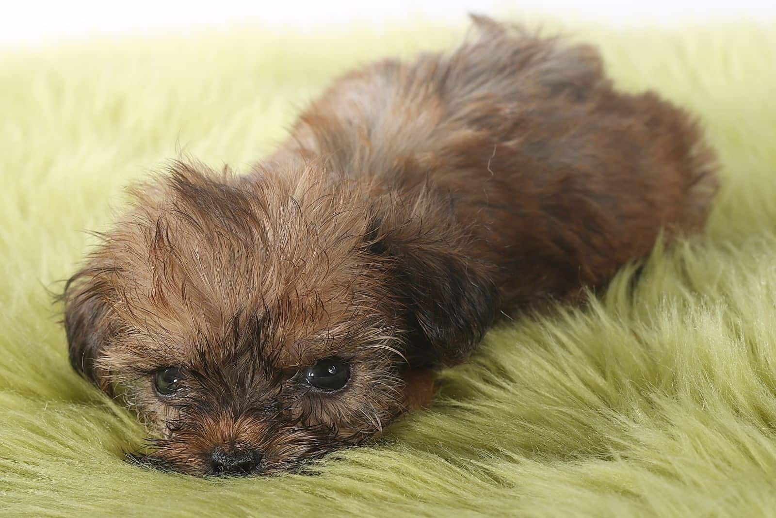 tea cup yorkshire terrier lying down on a green faux fur 