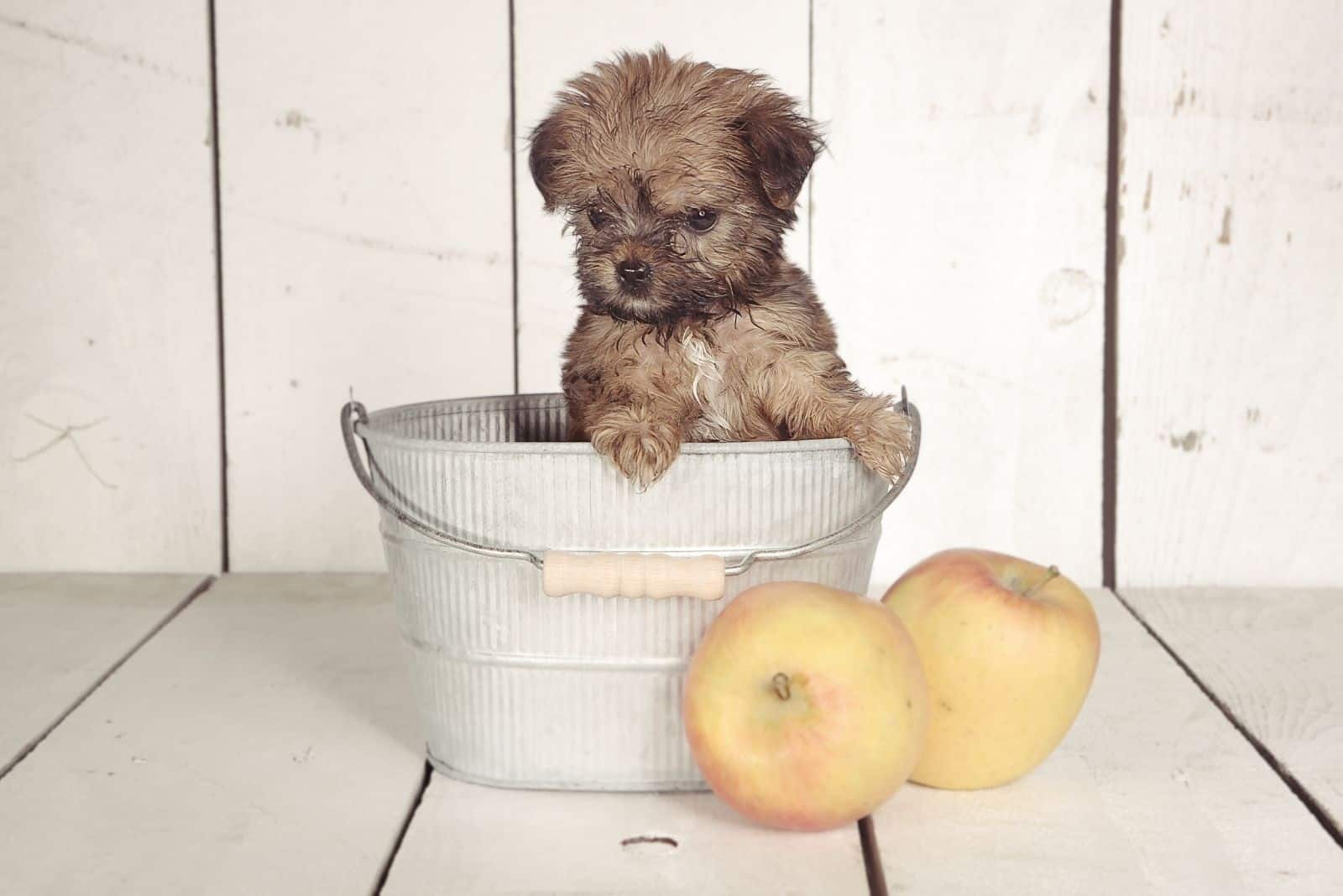 teacup yrokshire terrier inside a basket with two apples outside