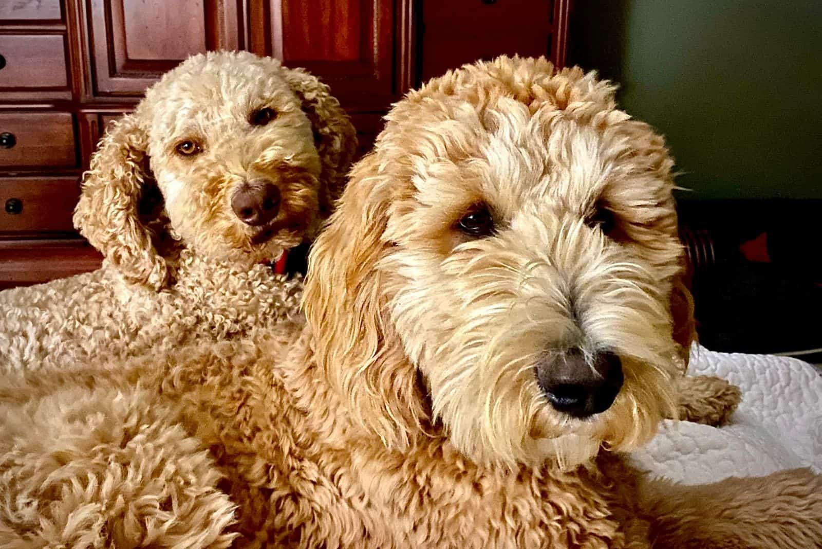 two goldendoodle puppies relaxing indoors