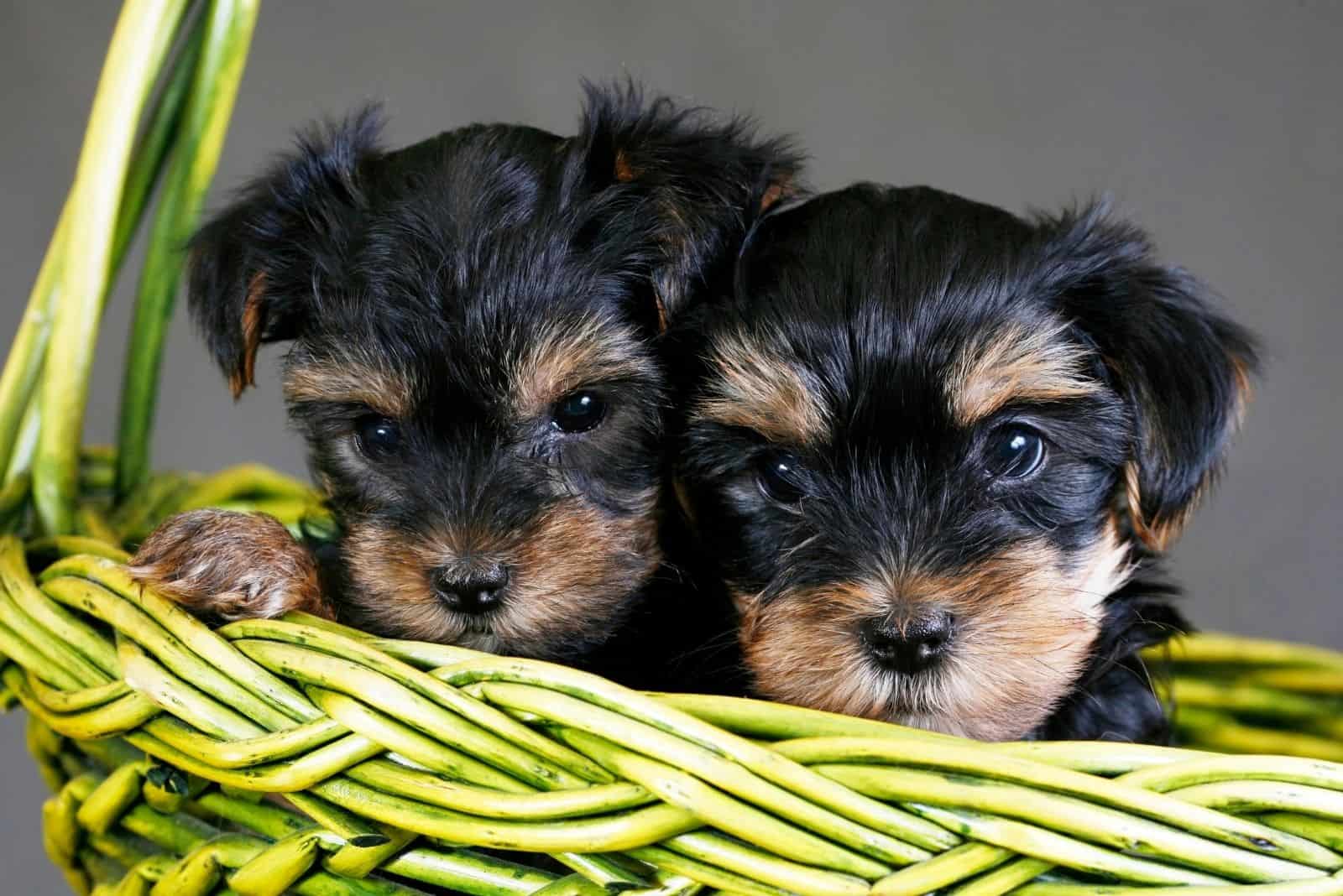 two yorkshire puppies inside the green basket