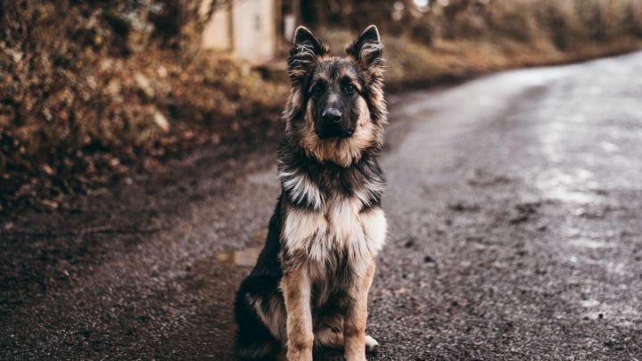 Are German Shepherds Aggressive? Discovering The Truth
