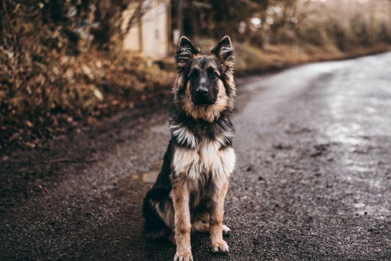 a German Shepherd sits on the road