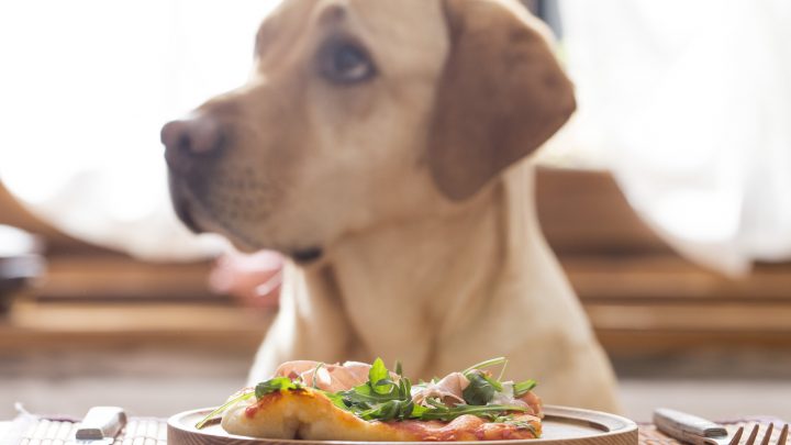 Can Dogs Eat Basil? Let’s Sprinkle The Truth