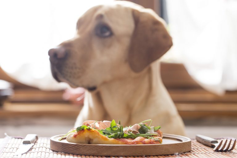 dog turned his head away from the food