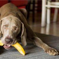 dog eats a banana on the floor