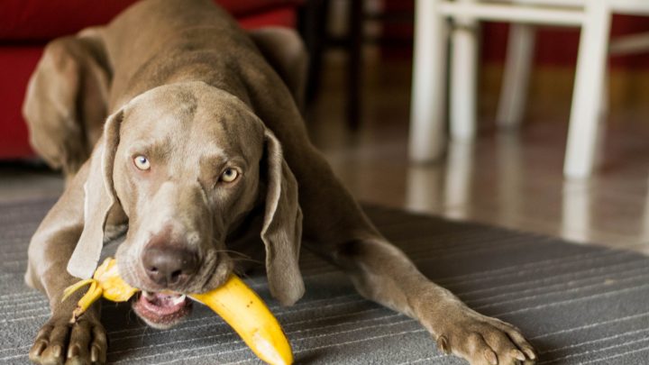 Can Dogs Eat Plantains? Here’s Everything You Need To Know!
