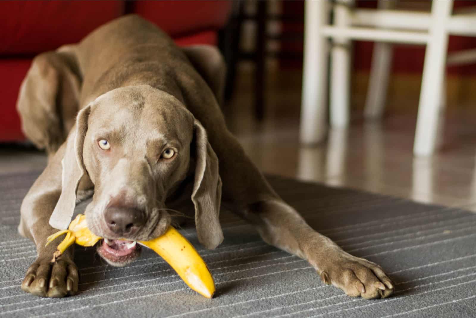 dog eats a banana on the floor