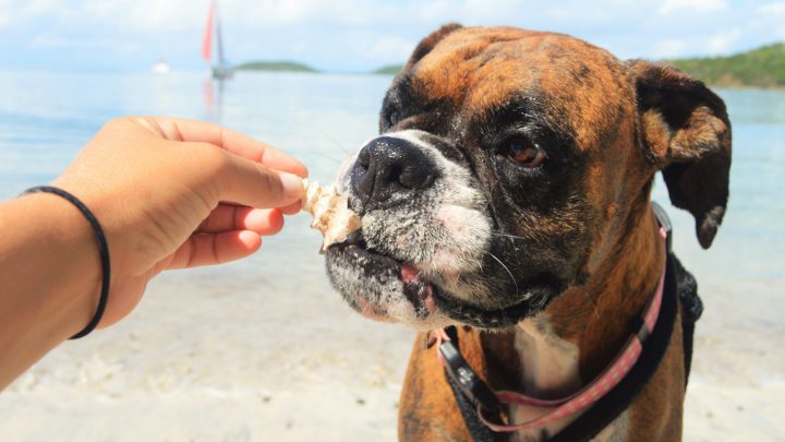 Can Dogs Eat Scallops? Or Is Seafood Bad News For Dogs?