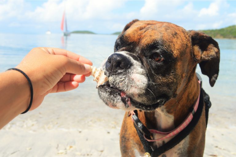 the dog eats the shell