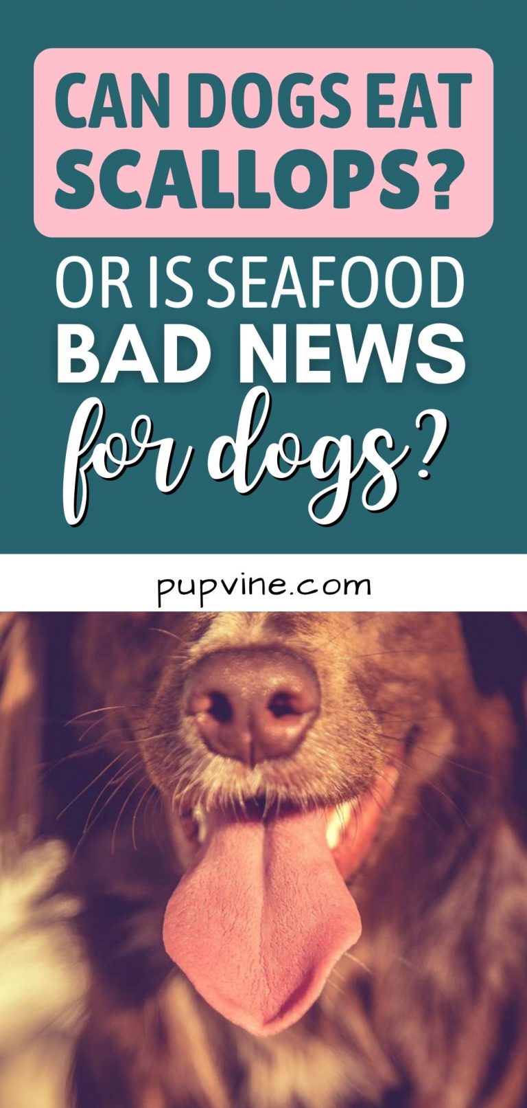 Can Dogs Eat Scallops? Or Is Seafood Bad News For Dogs?