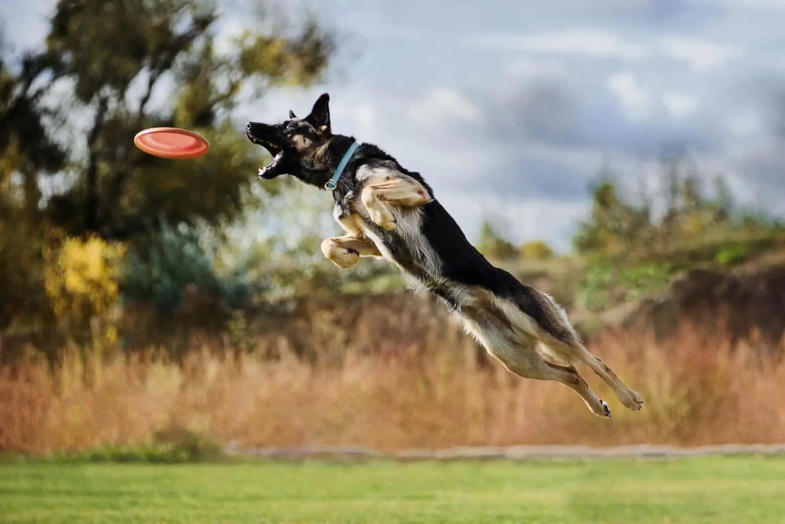 a German Shepherd catches a frisbee
