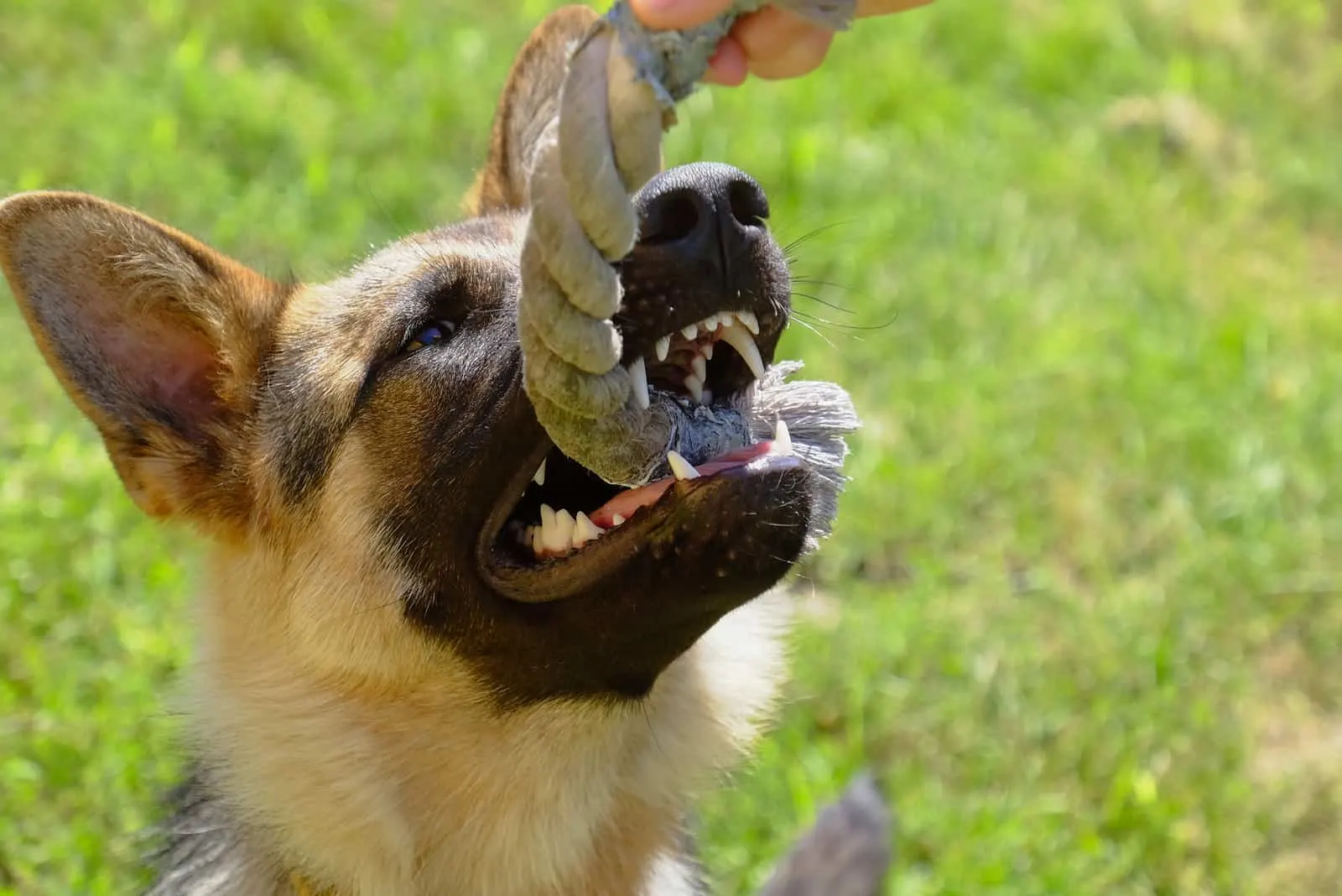 a German Shepherd dog pulls a rope