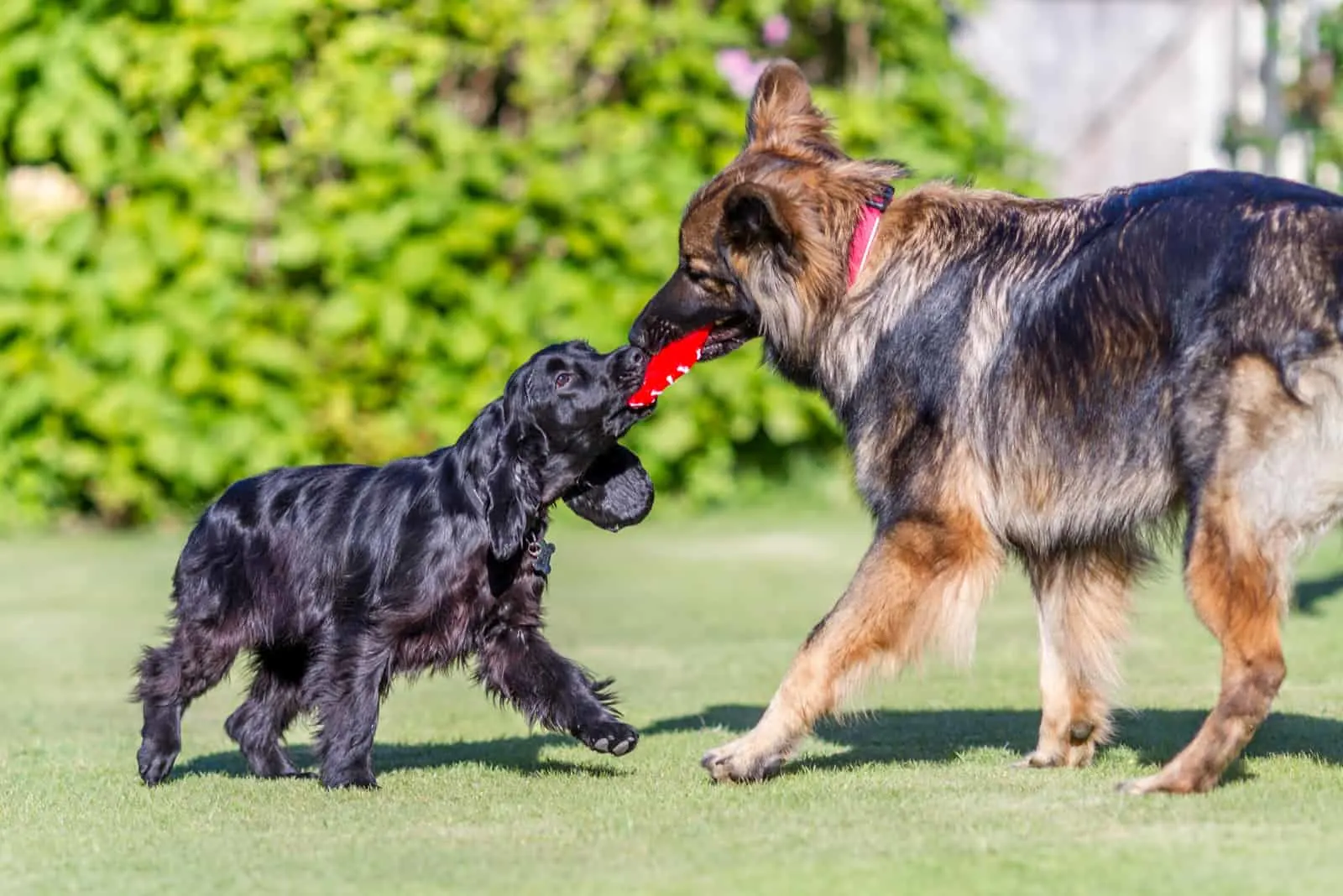 a German Shepherd plays with a poodle