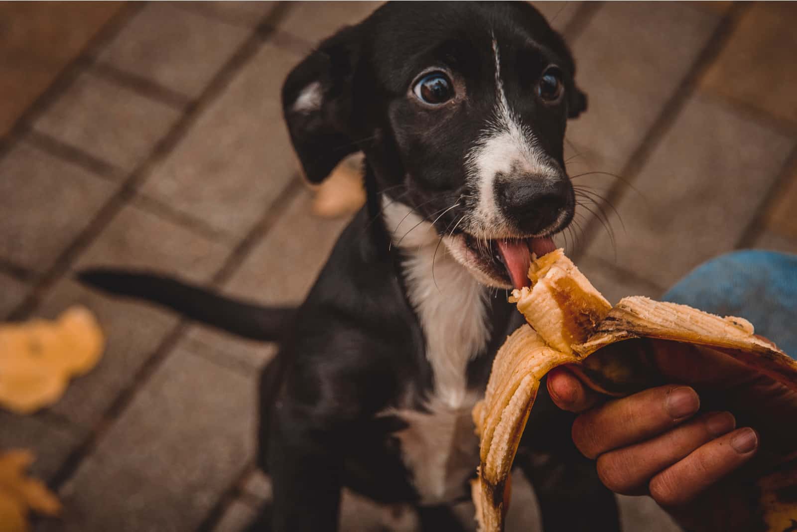 a black dog eats a log