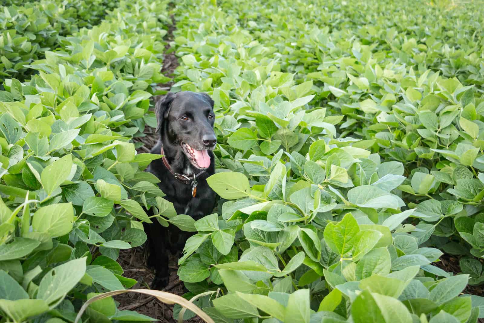 a dog in a field of edamame
