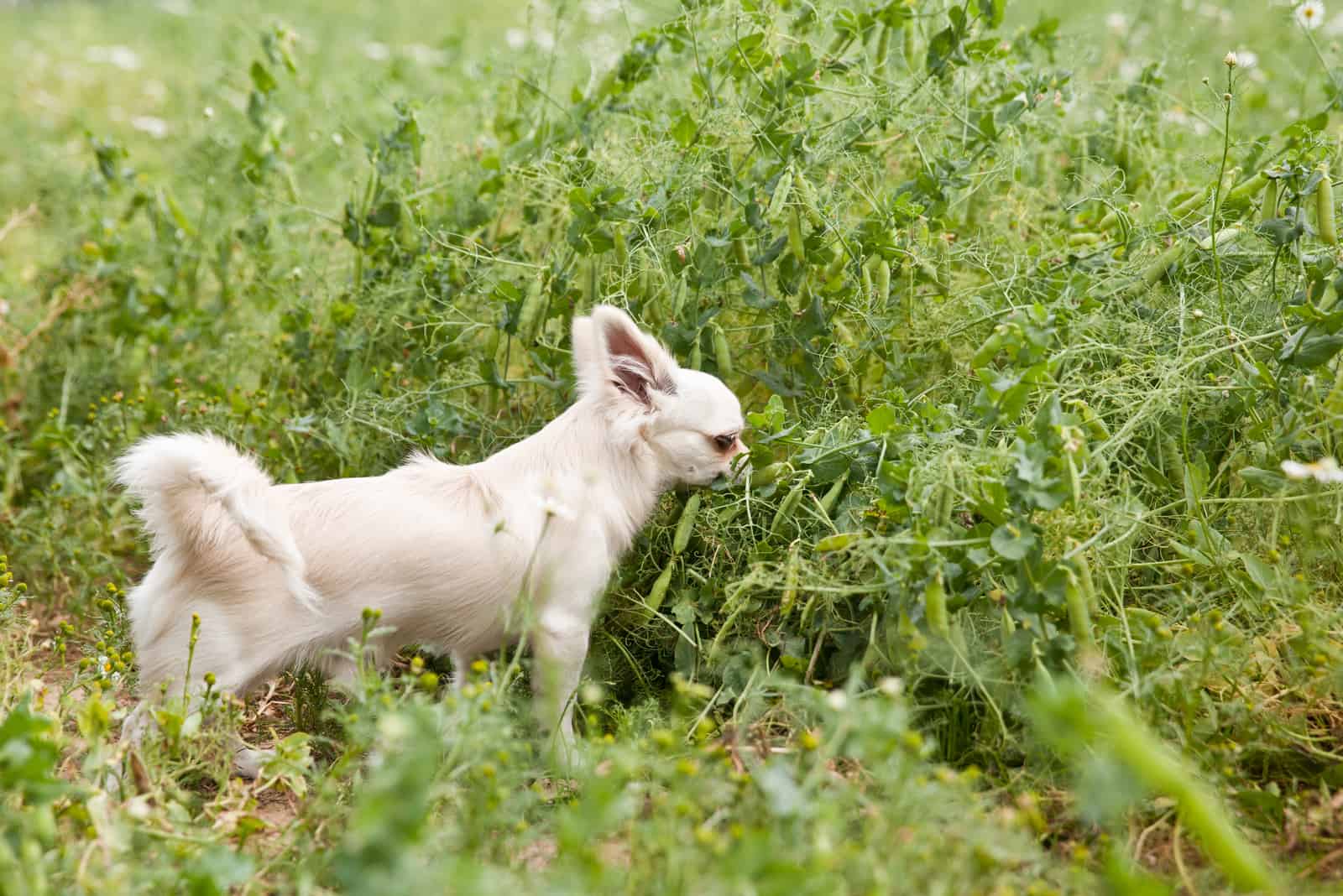 a small white dog eats edamame from a branch
