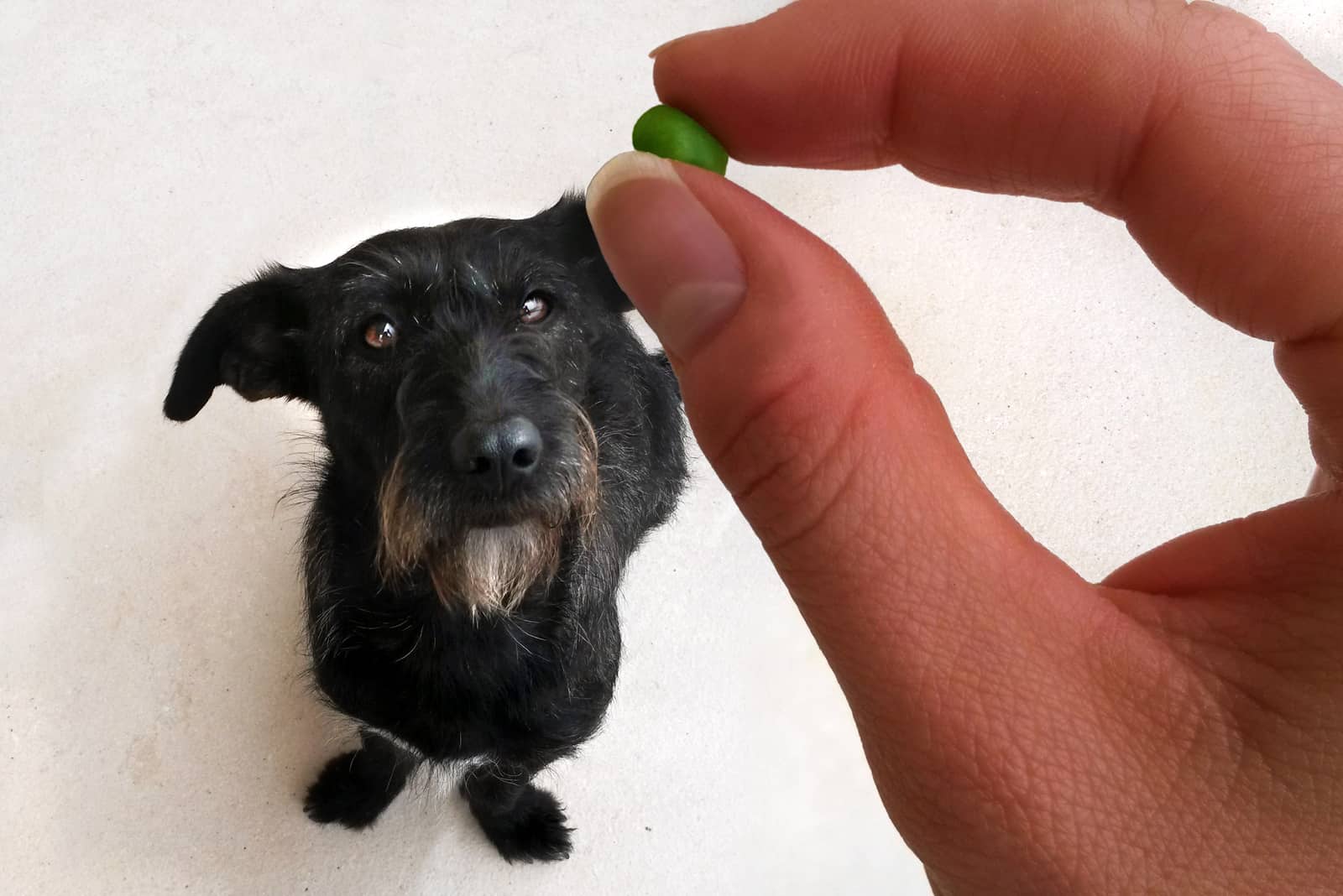 dog sits and waits for a reward from the owner