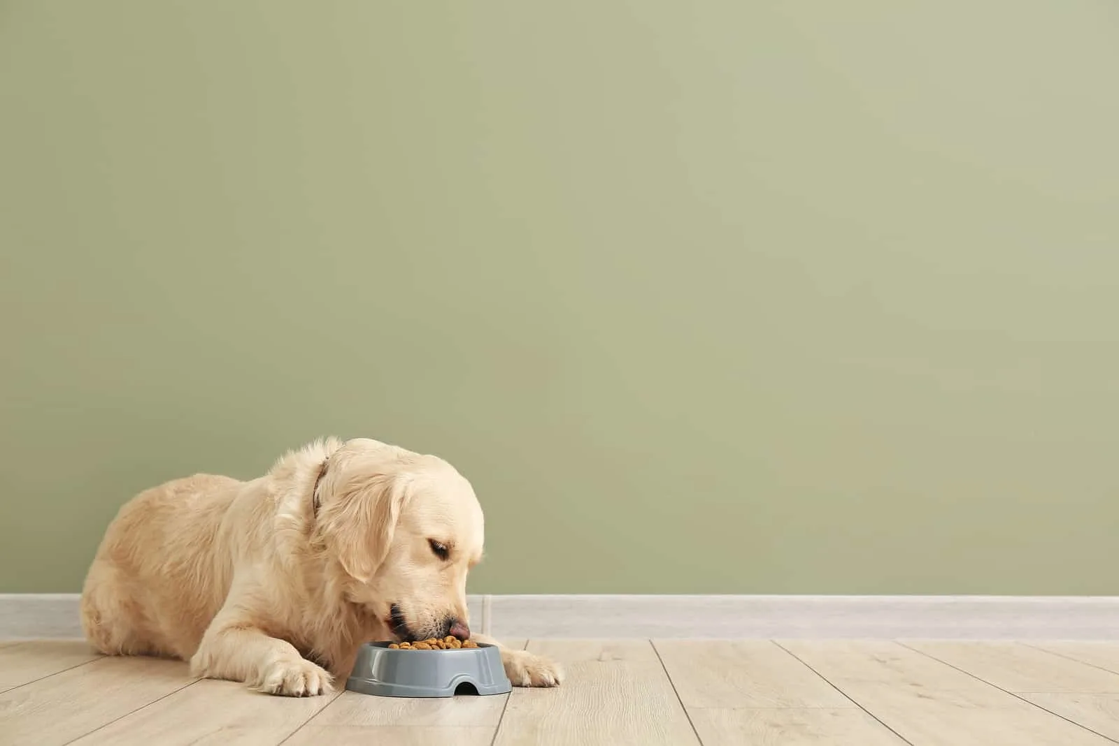 labrador dog eats from a bowl of crackers