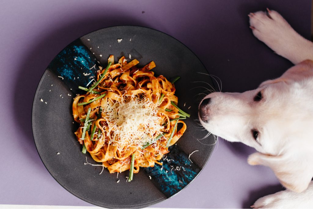 Can Dogs Eat Basil? Let’s Sprinkle The Truth!