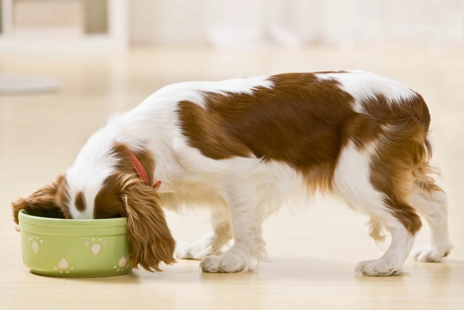 the dog eats food from a bowl
