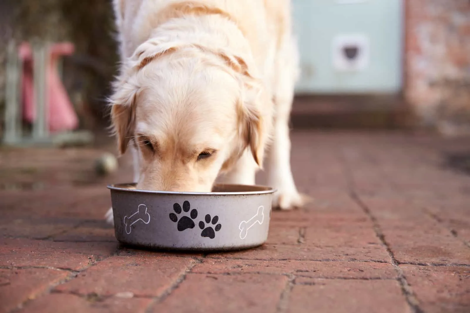 the dog eats food from his bowl