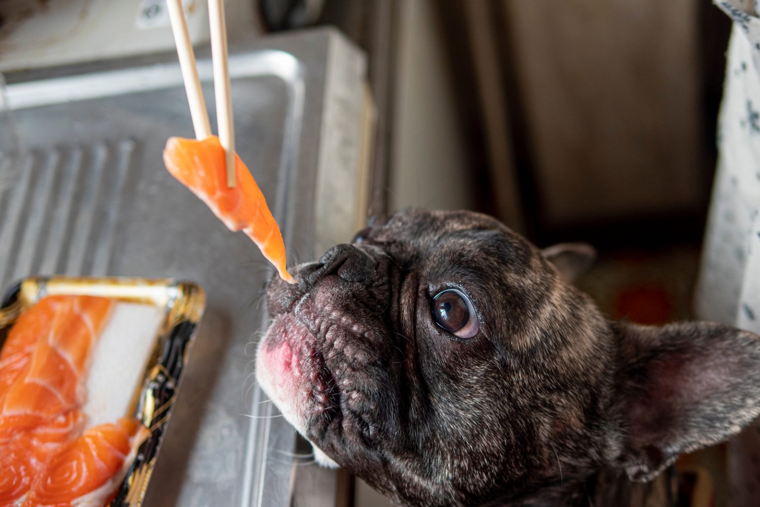 Can Dogs Eat Scallops? Or Is Seafood Bad News For Dogs?