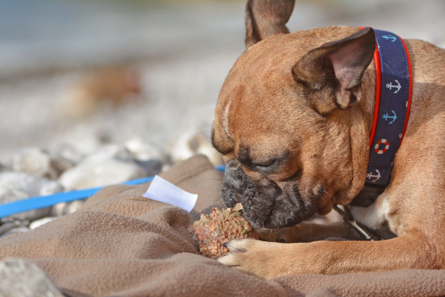 Can Dogs Eat Scallops? Or Is Seafood Bad News For Dogs?