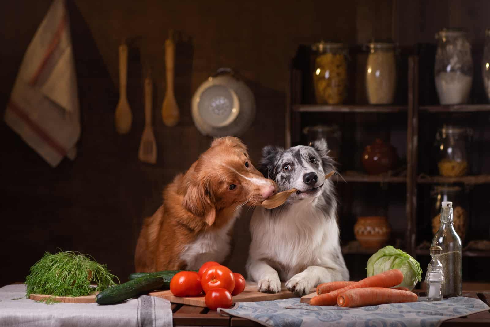 the dogs sit on the table and quarrel over the ladle