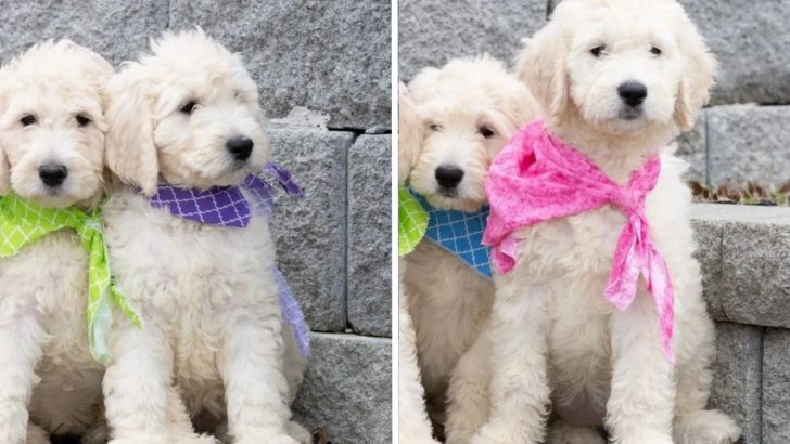 10 Amazing Facts About English Goldendoodle Dogs