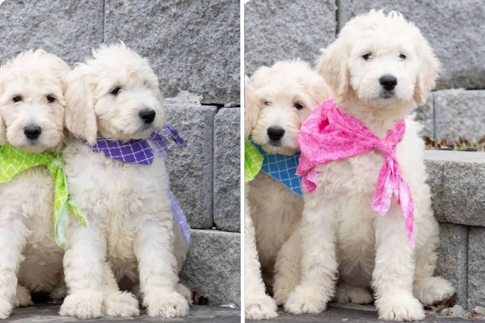 cute english goldendoodles