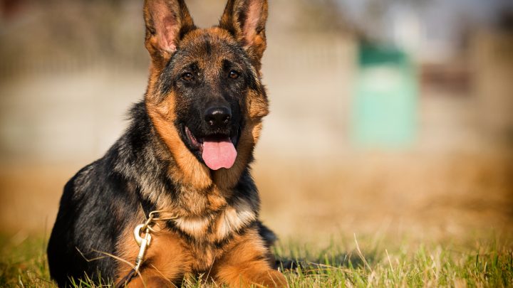 16 Dogs That Look Like German Shepherds (Meet The Clones)