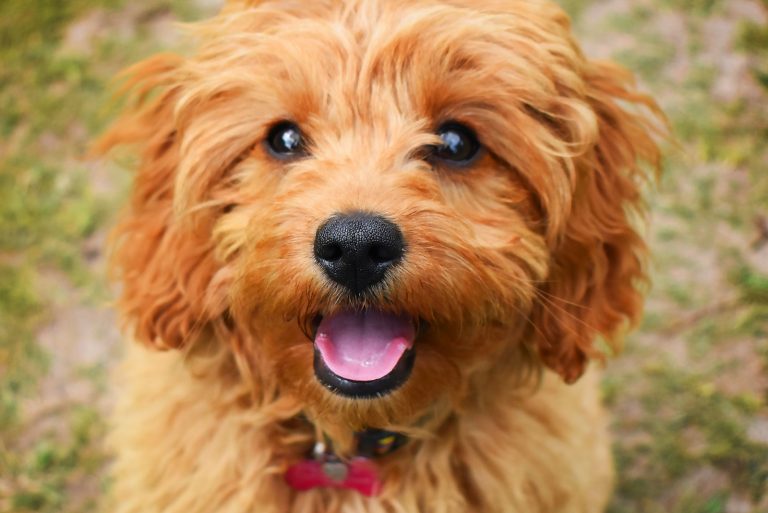 Cute Cavapoo puppy dog sitting