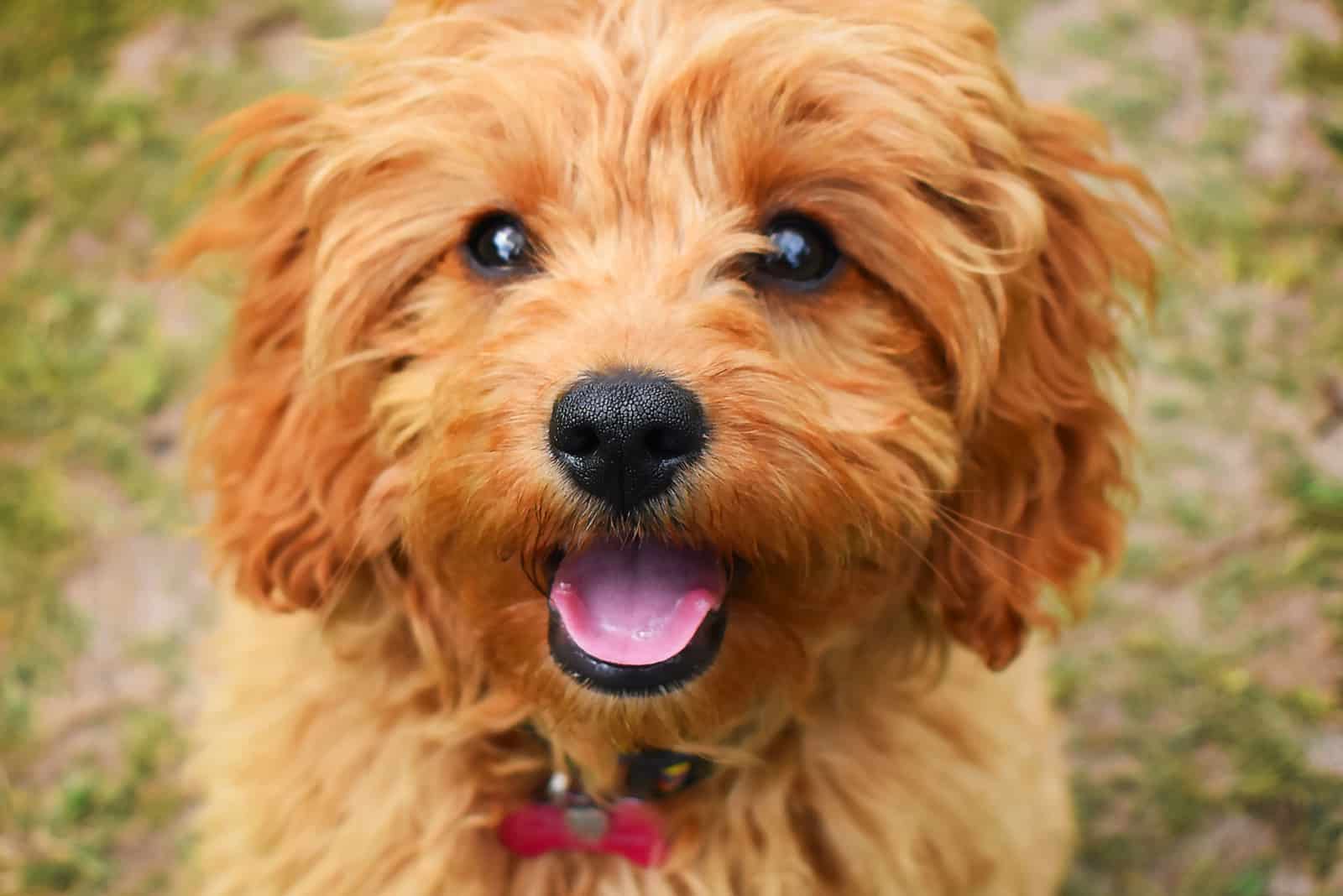 7 Reasons Why The F1B Cavapoo Should Be Your Fur-ever Friend