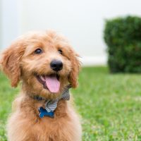 Cute Golden-doodle puppy with bow tie sitting outdoors with tongue sticking out